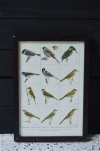 oud lijstje vogels 18025b